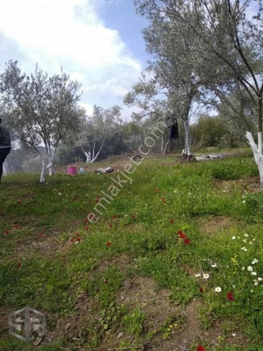 İzmir Selçuk Şirince Köyünde 427 M2 Zeytinlik