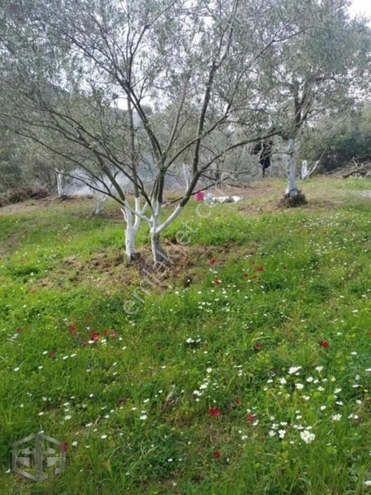 İzmir Selçuk Şirince Köyünde 427 M2 Zeytinlik — fotoğraf 2