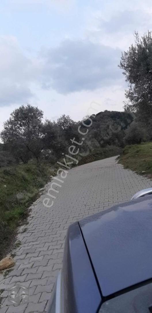 İzmir Selçuk Şirince Köyünde 427 M2 Zeytinlik — fotoğraf 3