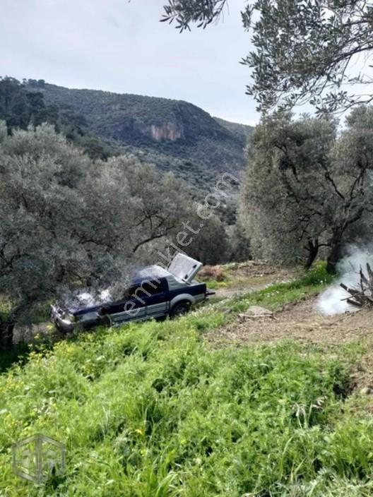 İzmir Selçuk Şirince Köyünde 427 M2 Zeytinlik — fotoğraf 4