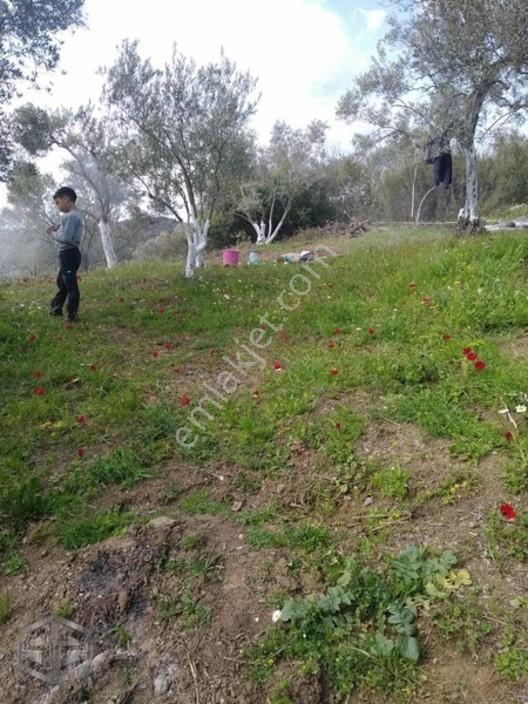 İzmir Selçuk Şirince Köyünde 427 M2 Zeytinlik — fotoğraf 5