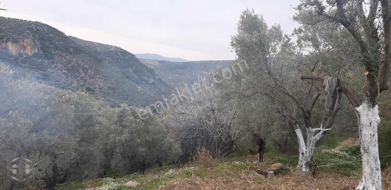 İzmir Selçuk Şirince Köyünde 427 M2 Zeytinlik — fotoğraf 6