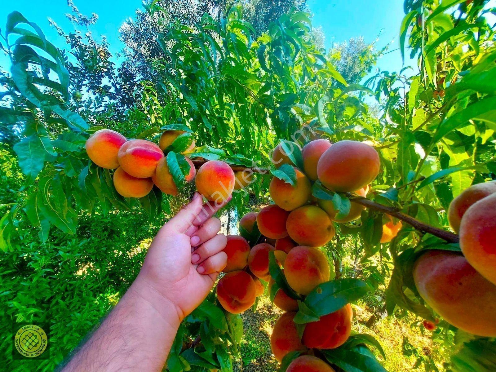 Parayla Zamanı Satın Alacağınız Asırlık Bahçe Ve Müstakil Ev! — fotoğraf 20