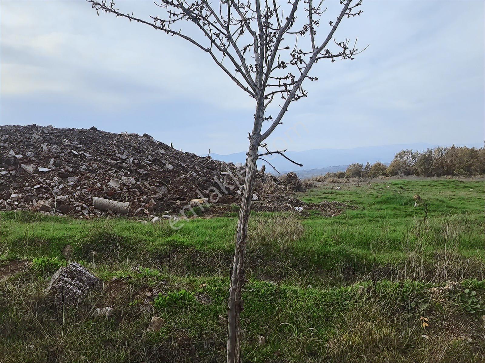 Kocaeli Karamürsel İhsaniye Köyü Yola Cepheli Satılık Tarlalar