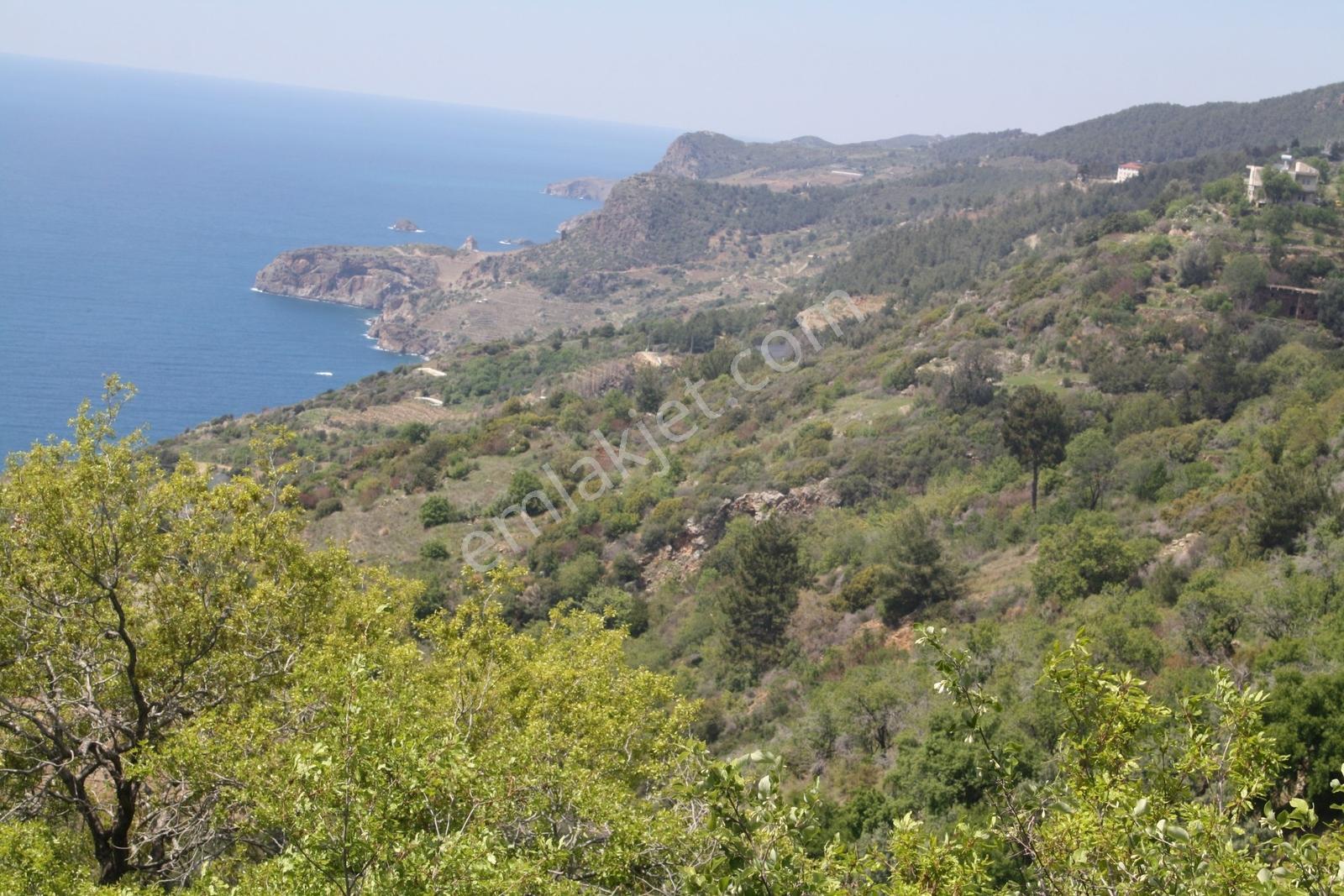 Gazipaşa Satılık Deniz Manzaralı 3 Villalık Arsa Zeytinada — fotoğraf 4