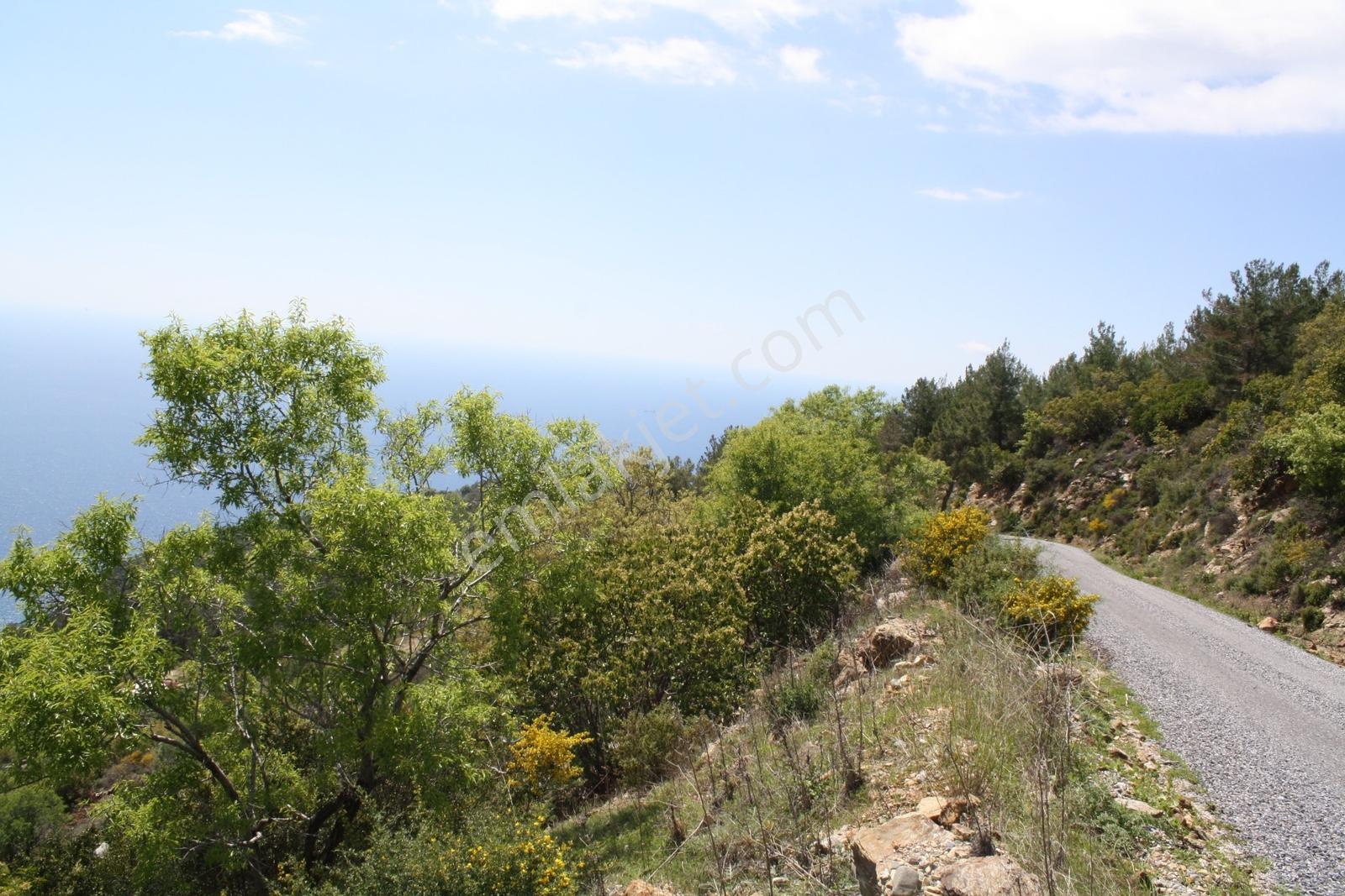 Gazipaşa Satılık Deniz Manzaralı 3 Villalık Arsa Zeytinada — fotoğraf 8