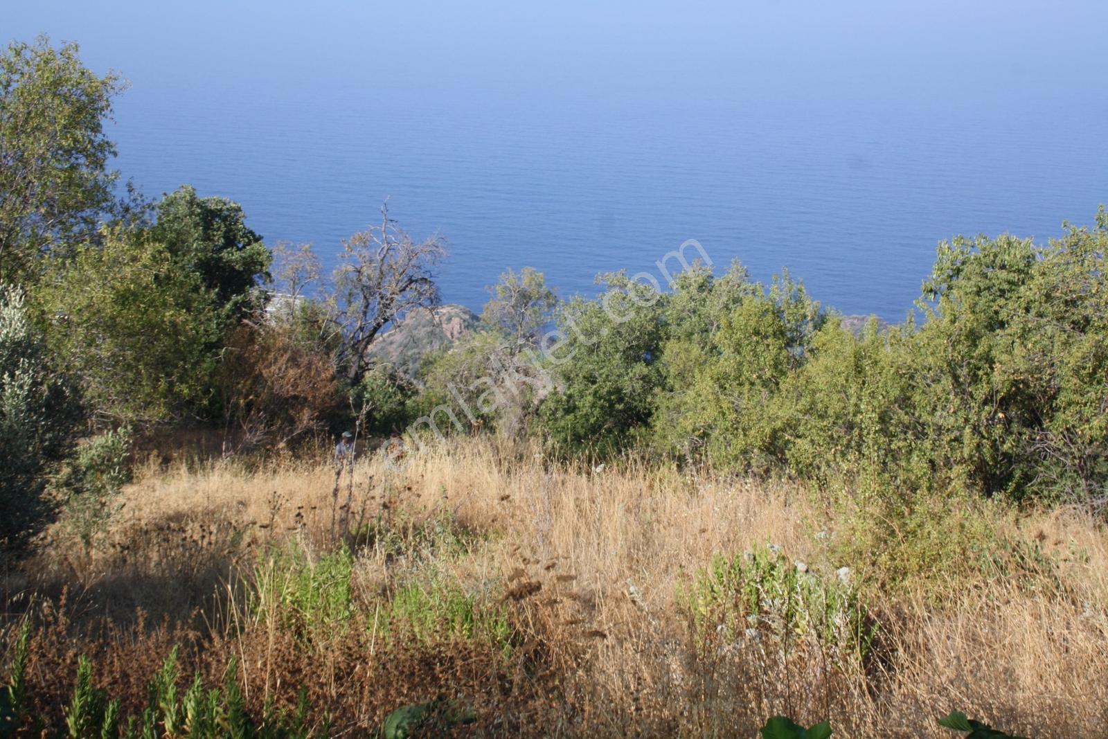 Gazipaşa Satılık Deniz Manzaralı 3 Villalık Arsa Zeytinada — fotoğraf 10