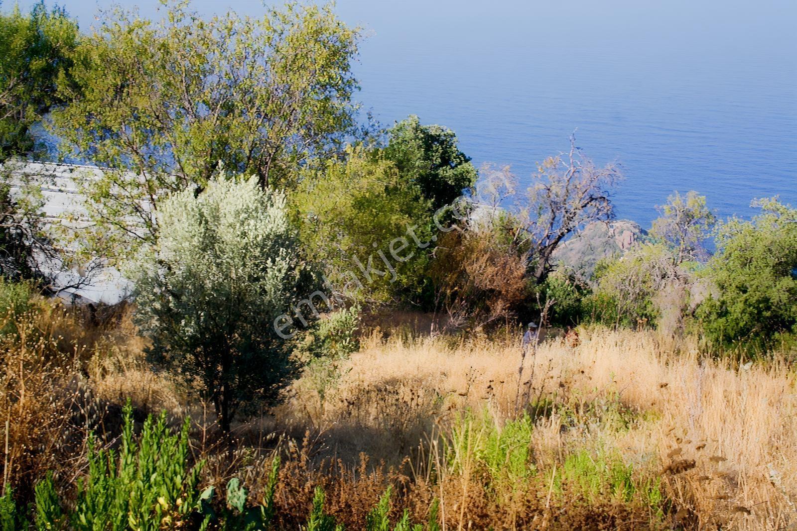Gazipaşa Satılık Deniz Manzaralı 3 Villalık Arsa Zeytinada — fotoğraf 12