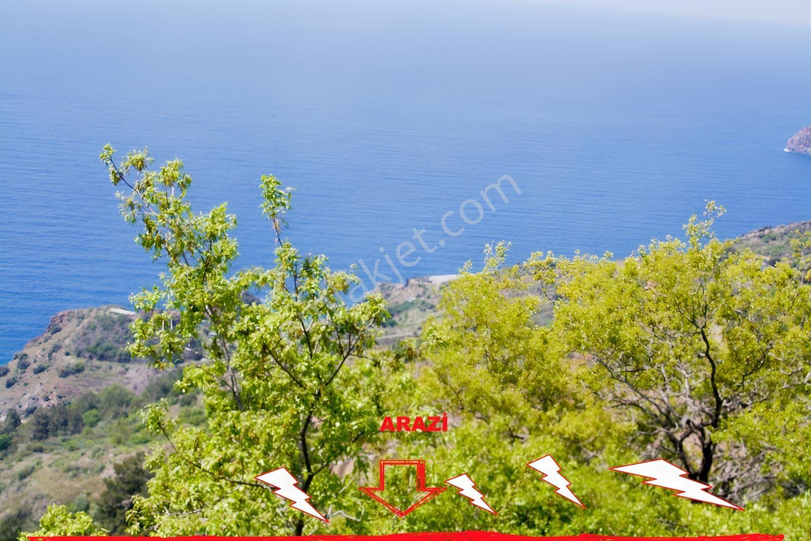 Gazipaşa Satılık Deniz Manzaralı 3 Villalık Arsa Zeytinada — fotoğraf 16