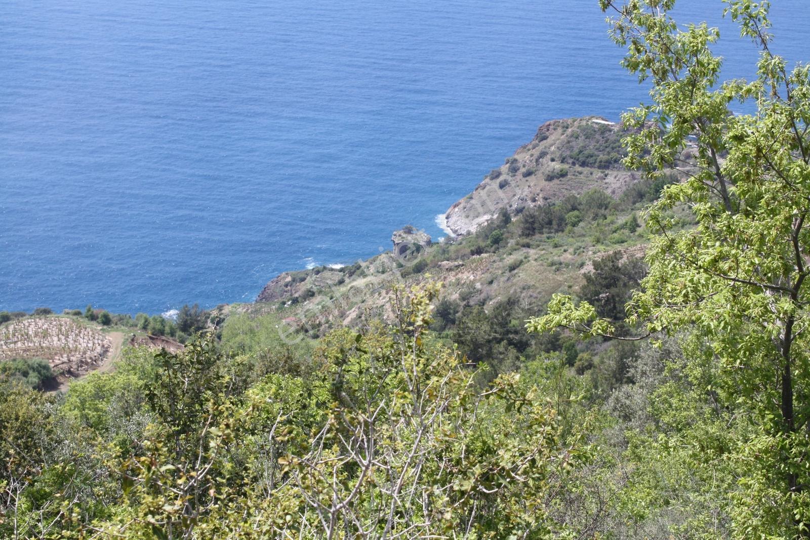 Gazipaşa Satılık Deniz Manzaralı 3 Villalık Arsa Zeytinada — fotoğraf 22