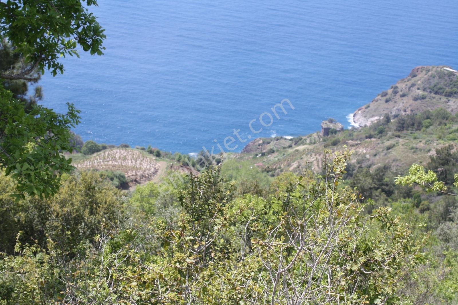 Gazipaşa Satılık Deniz Manzaralı 3 Villalık Arsa Zeytinada — fotoğraf 23