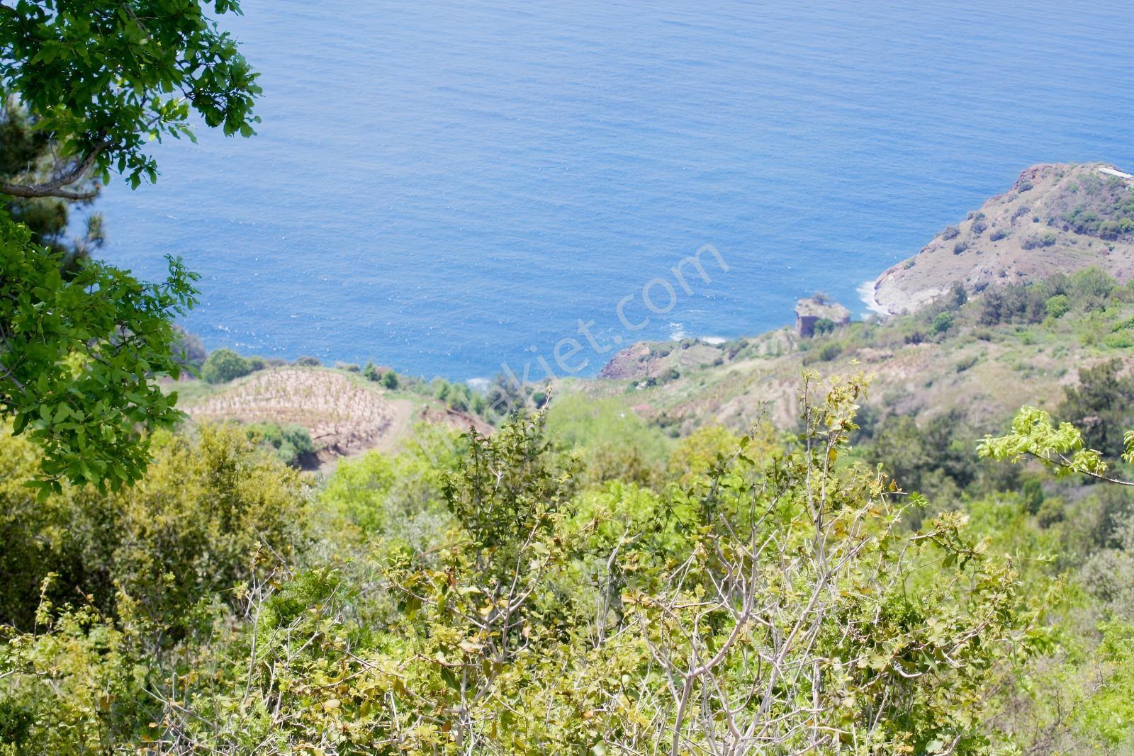 Gazipaşa Satılık Deniz Manzaralı 3 Villalık Arsa Zeytinada — fotoğraf 24