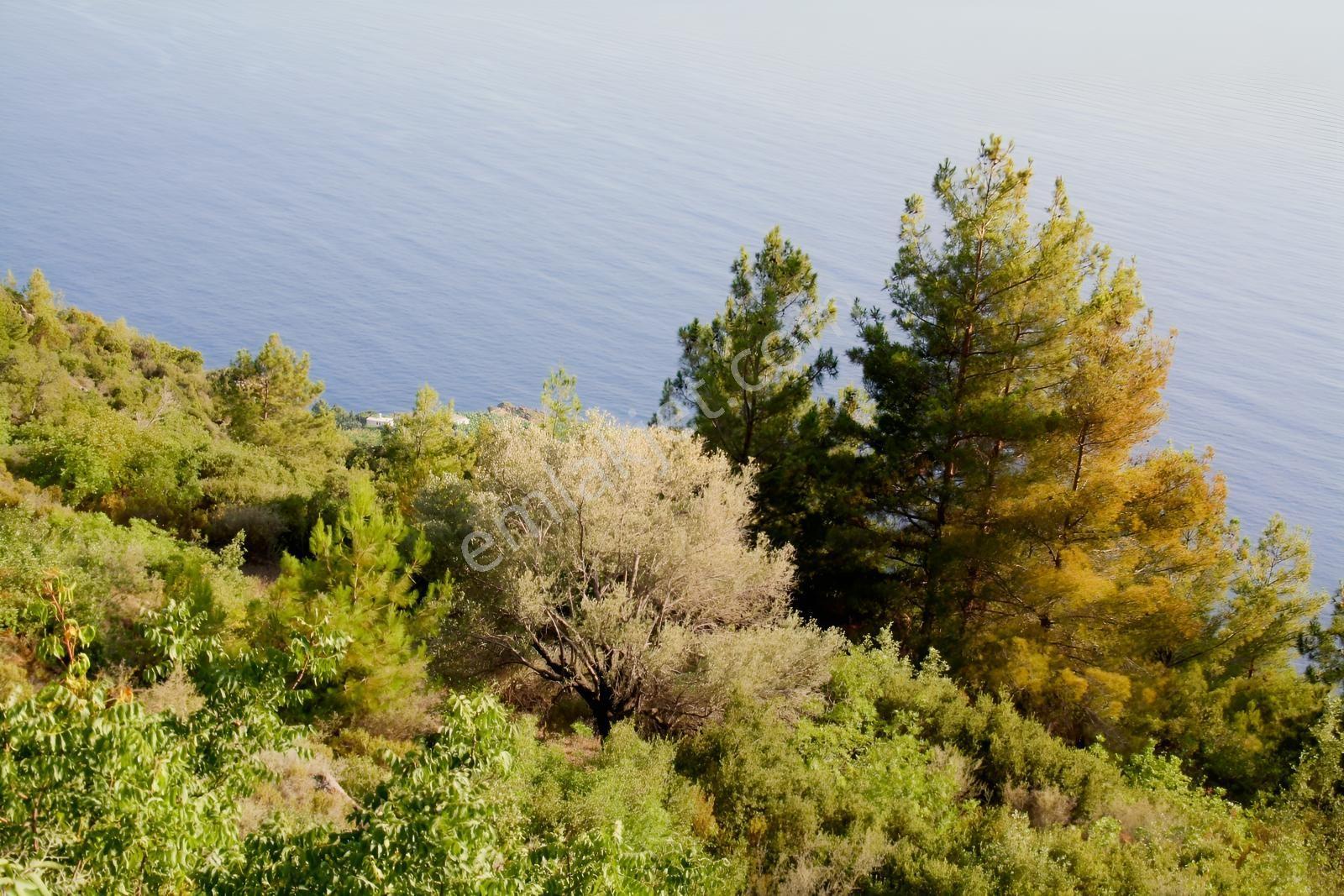 Gazipaşa Satılık Deniz Manzaralı 3 Villalık Arsa Zeytinada — fotoğraf 28