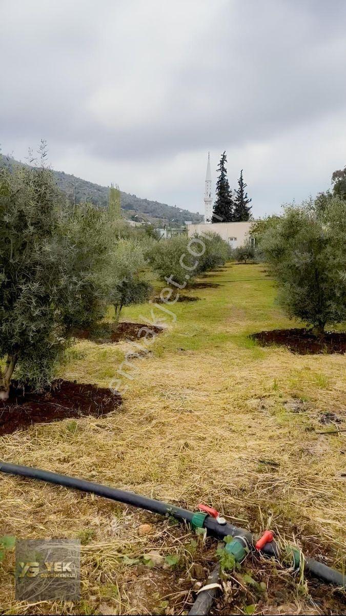 Esenpınar Aglıcada Satılık Zeytin Bahcesi Acill — fotoğraf 2