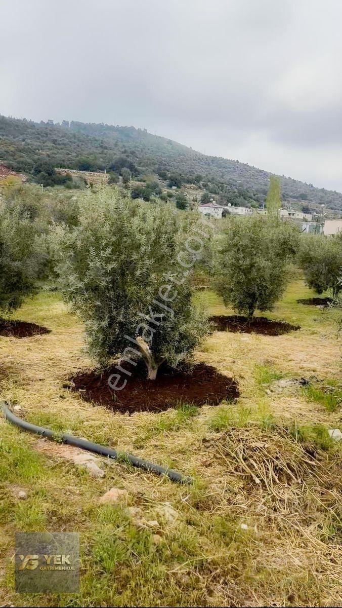 Esenpınar Aglıcada Satılık Zeytin Bahcesi Acill — fotoğraf 3