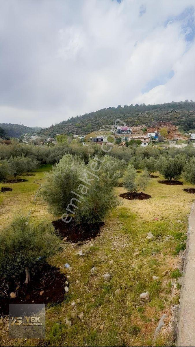 Esenpınar Aglıcada Satılık Zeytin Bahcesi Acill — fotoğraf 4