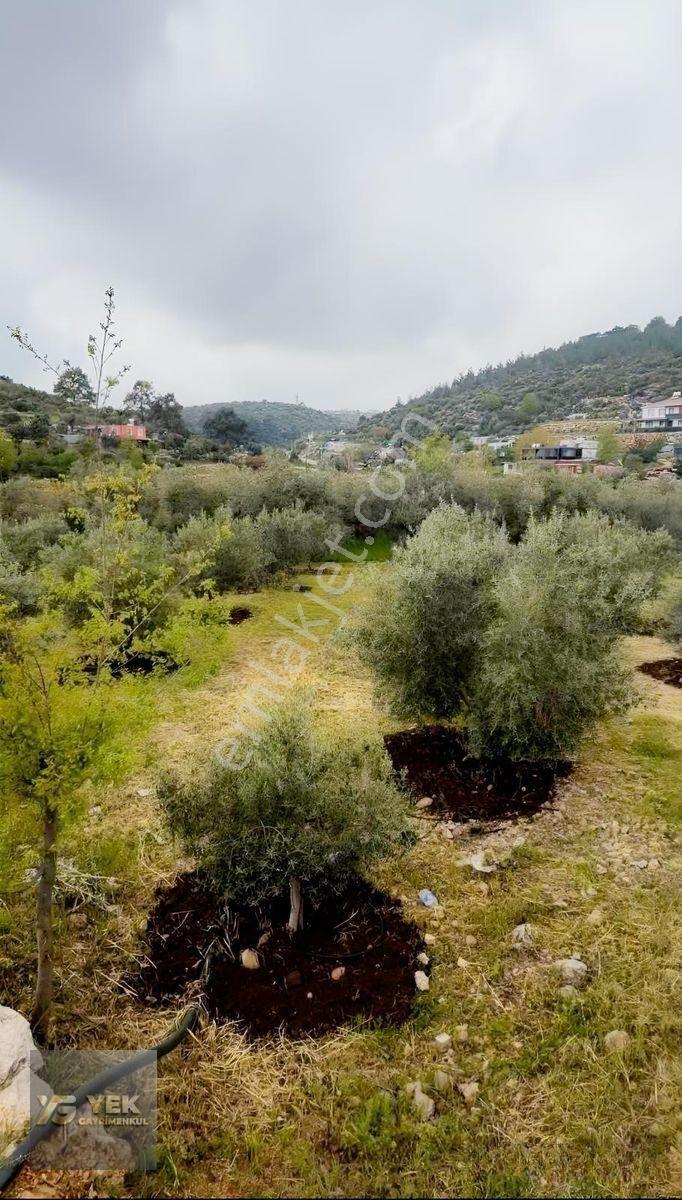 Esenpınar Aglıcada Satılık Zeytin Bahcesi Acill — fotoğraf 5