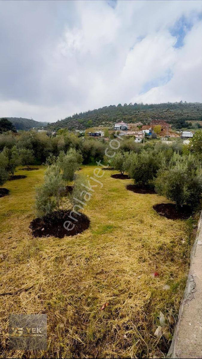 Esenpınar Aglıcada Satılık Zeytin Bahcesi Acill — fotoğraf 7