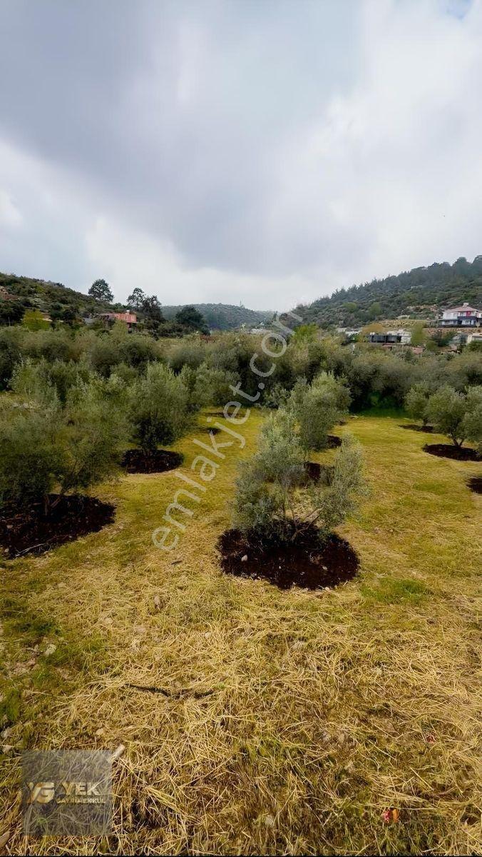 Esenpınar Aglıcada Satılık Zeytin Bahcesi Acill — fotoğraf 8