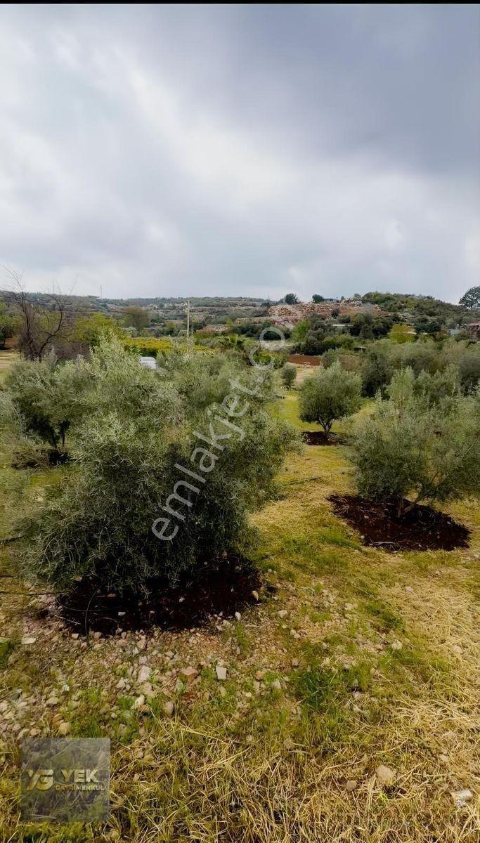 Esenpınar Aglıcada Satılık Zeytin Bahcesi Acill — fotoğraf 9