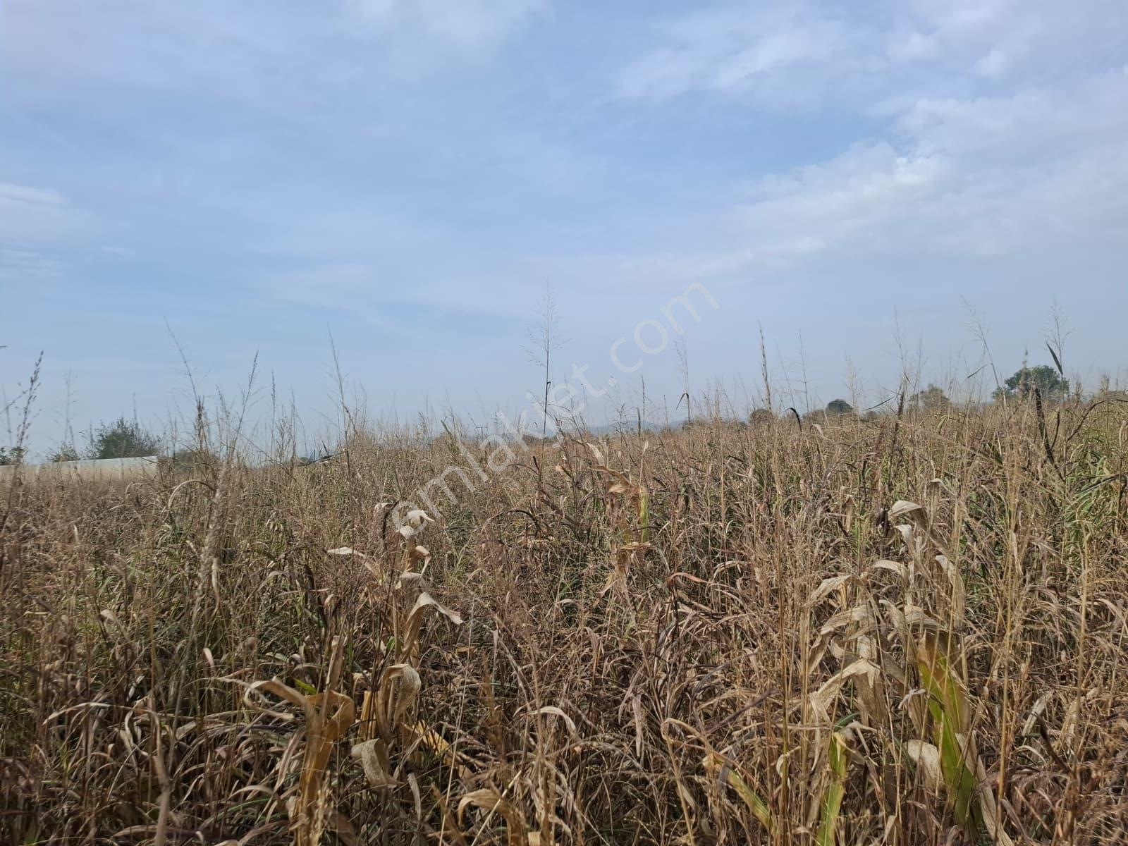 İlyaslarda 1210 M2 Satılık Yatırıma Ve Tarıma Uygun Tarla — fotoğraf 2
