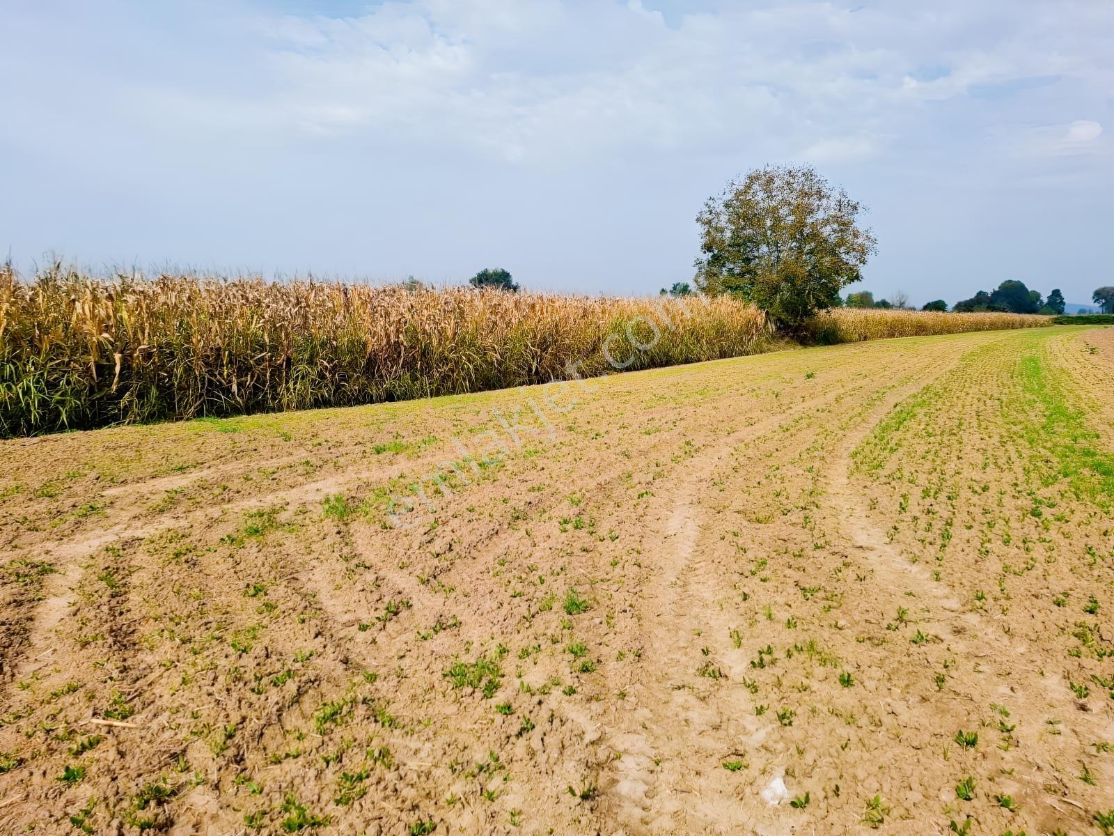 İlyaslarda 1210 M2 Satılık Yatırıma Ve Tarıma Uygun Tarla — fotoğraf 3