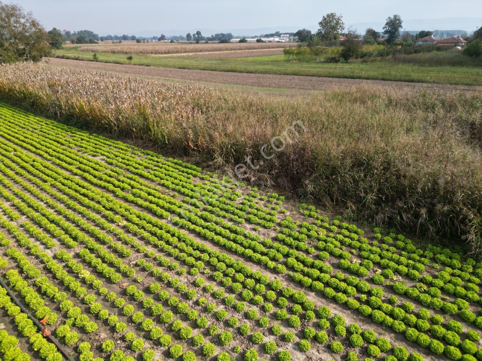 İlyaslarda 1210 M2 Satılık Yatırıma Ve Tarıma Uygun Tarla — fotoğraf 16