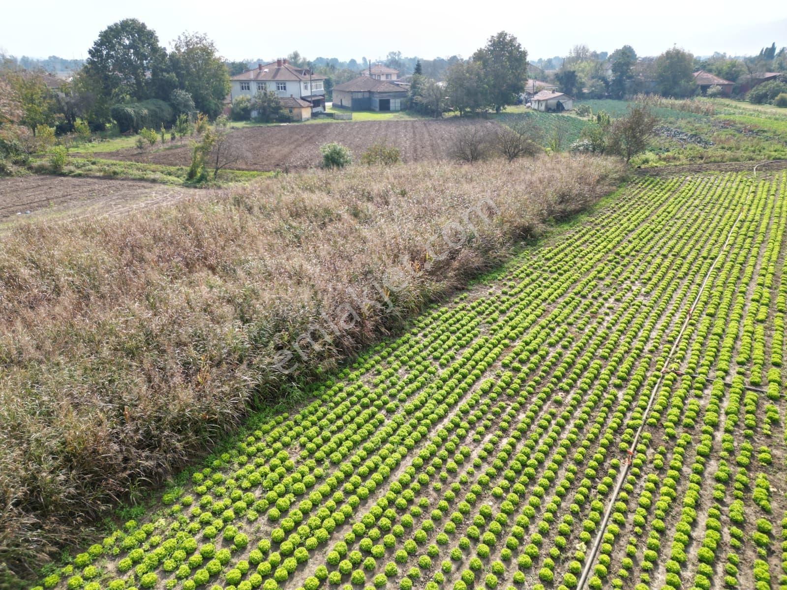 İlyaslarda 1210 M2 Satılık Yatırıma Ve Tarıma Uygun Tarla — fotoğraf 20