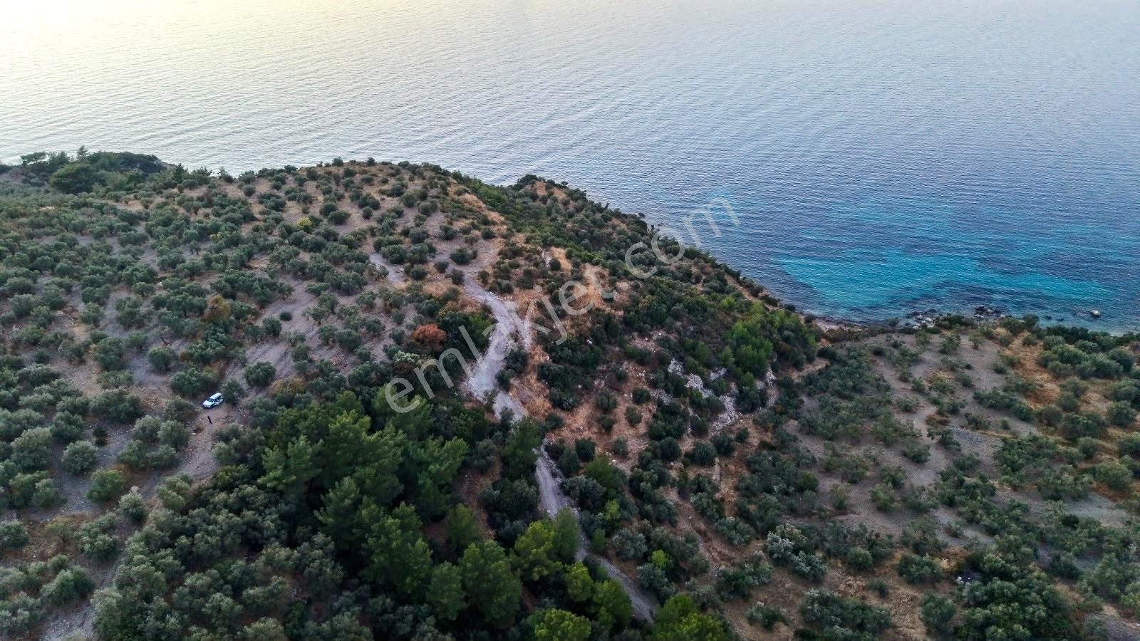 C.b. Route | Bademli | Denize 200 Metre | Değerli Bölgede Tarla — fotoğraf 6