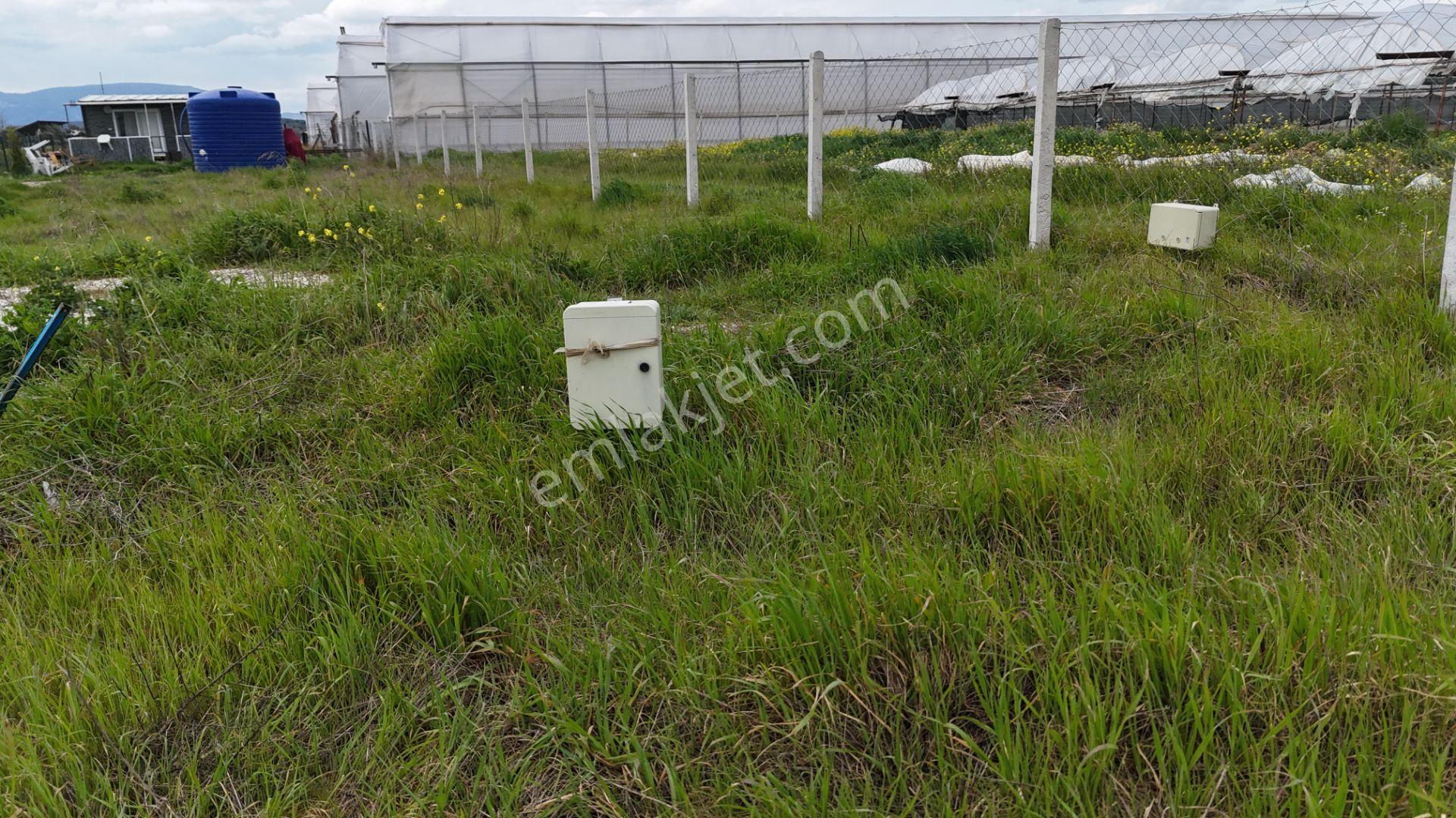 İzmir Menderes Tekelide Elektrik Sulu 250 M2 Koopretif Tapulu Bahçeler — fotoğraf 14