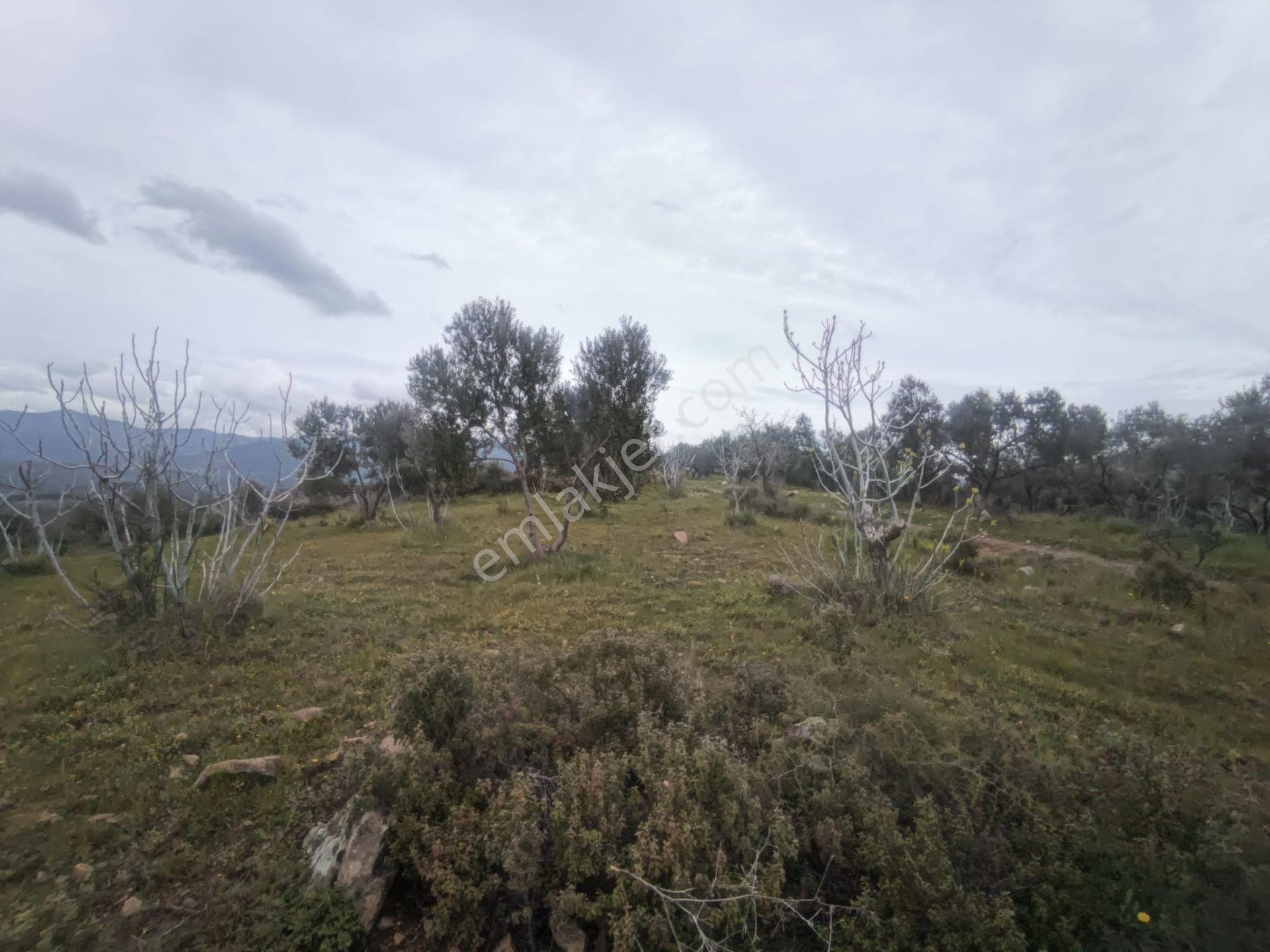 Edremit'te Deniz Manzaralı Satılık Tarla 1520m² — fotoğraf 6