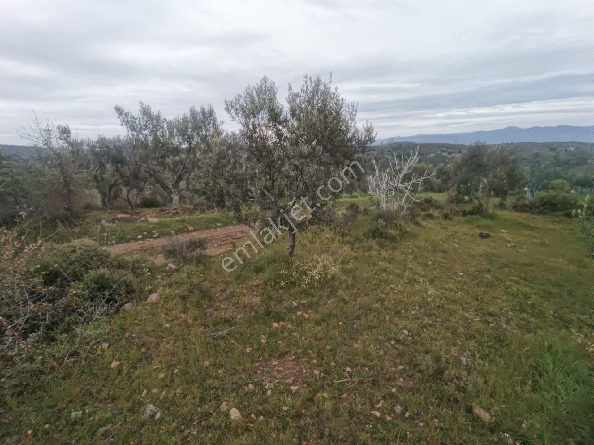 Edremit'te Deniz Manzaralı Satılık Tarla 1520m² — fotoğraf 7