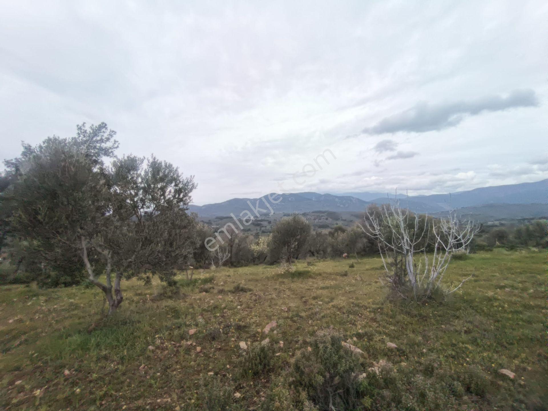 Edremit'te Deniz Manzaralı Satılık Tarla 1520m² — fotoğraf 8