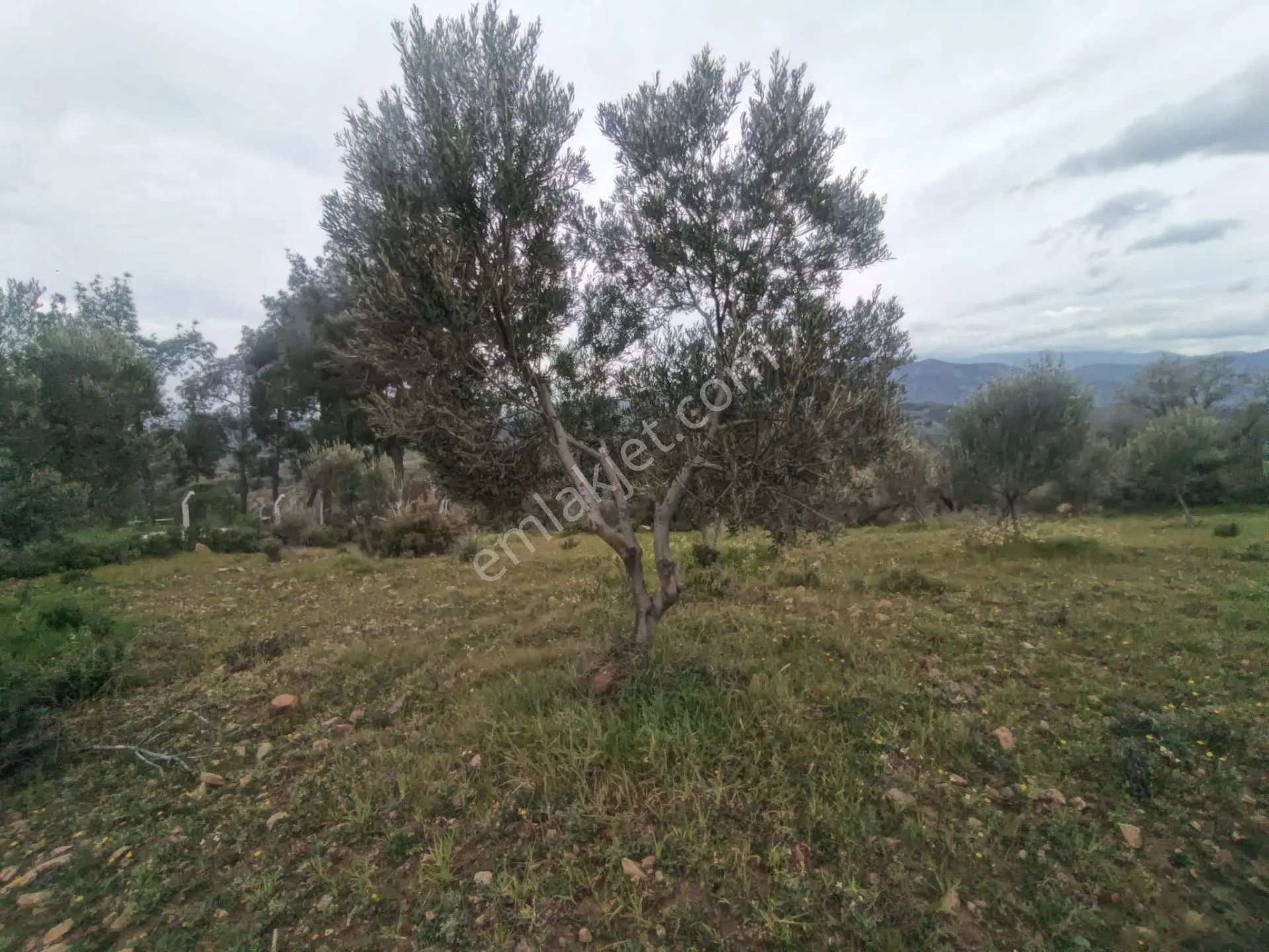 Edremit'te Deniz Manzaralı Satılık Tarla 1520m² — fotoğraf 9