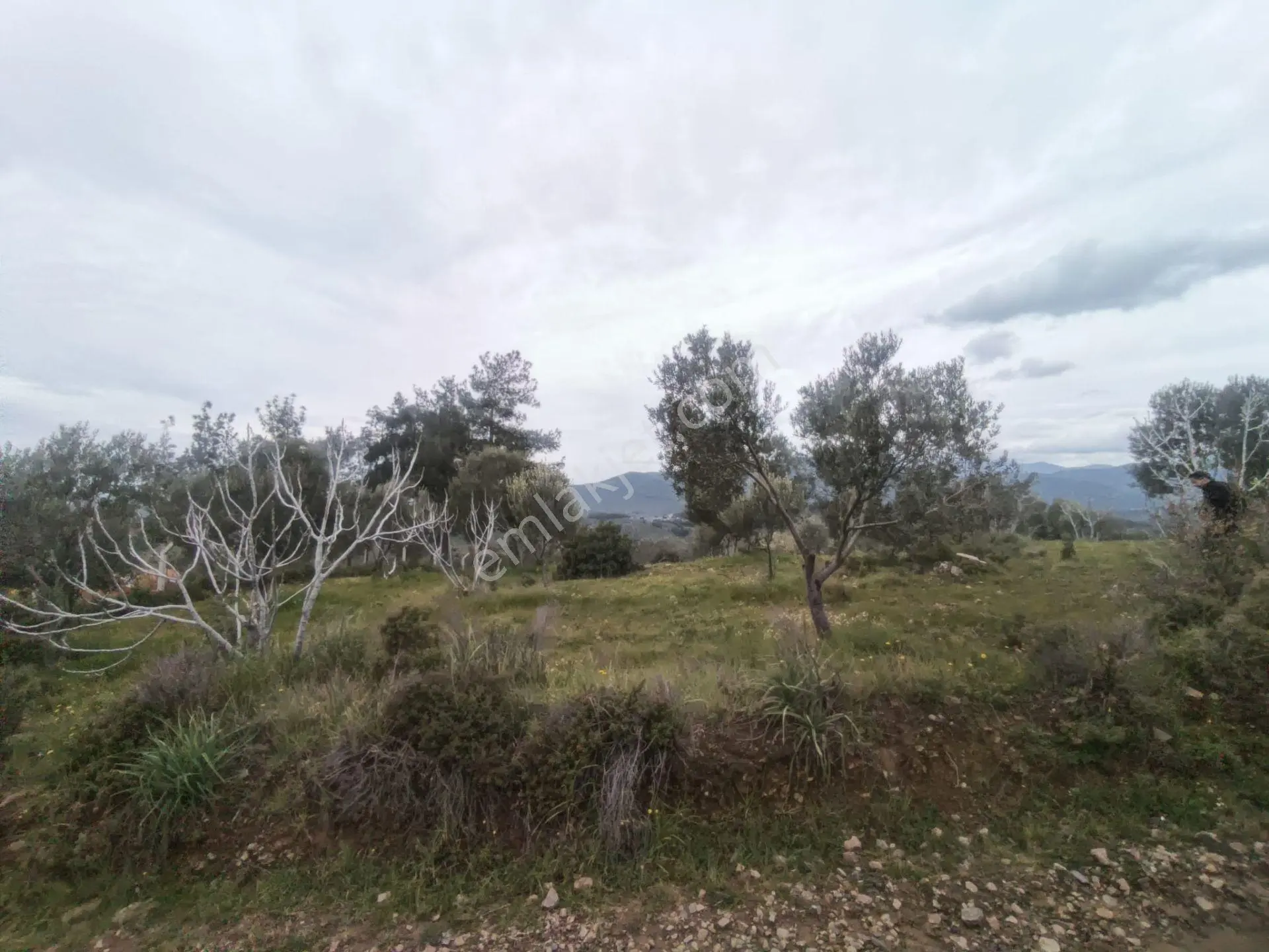 Edremit'te Deniz Manzaralı Satılık Tarla 1520m² — fotoğraf 14
