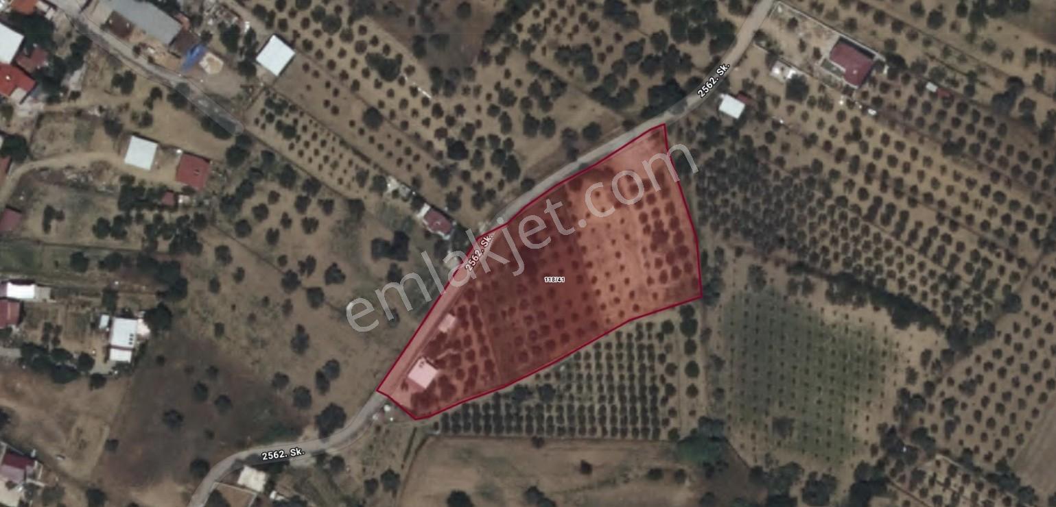 Akalın'dan Torbalı Çapanda 1.300 M2 Satılık Bağ Zeytinlik Alanı