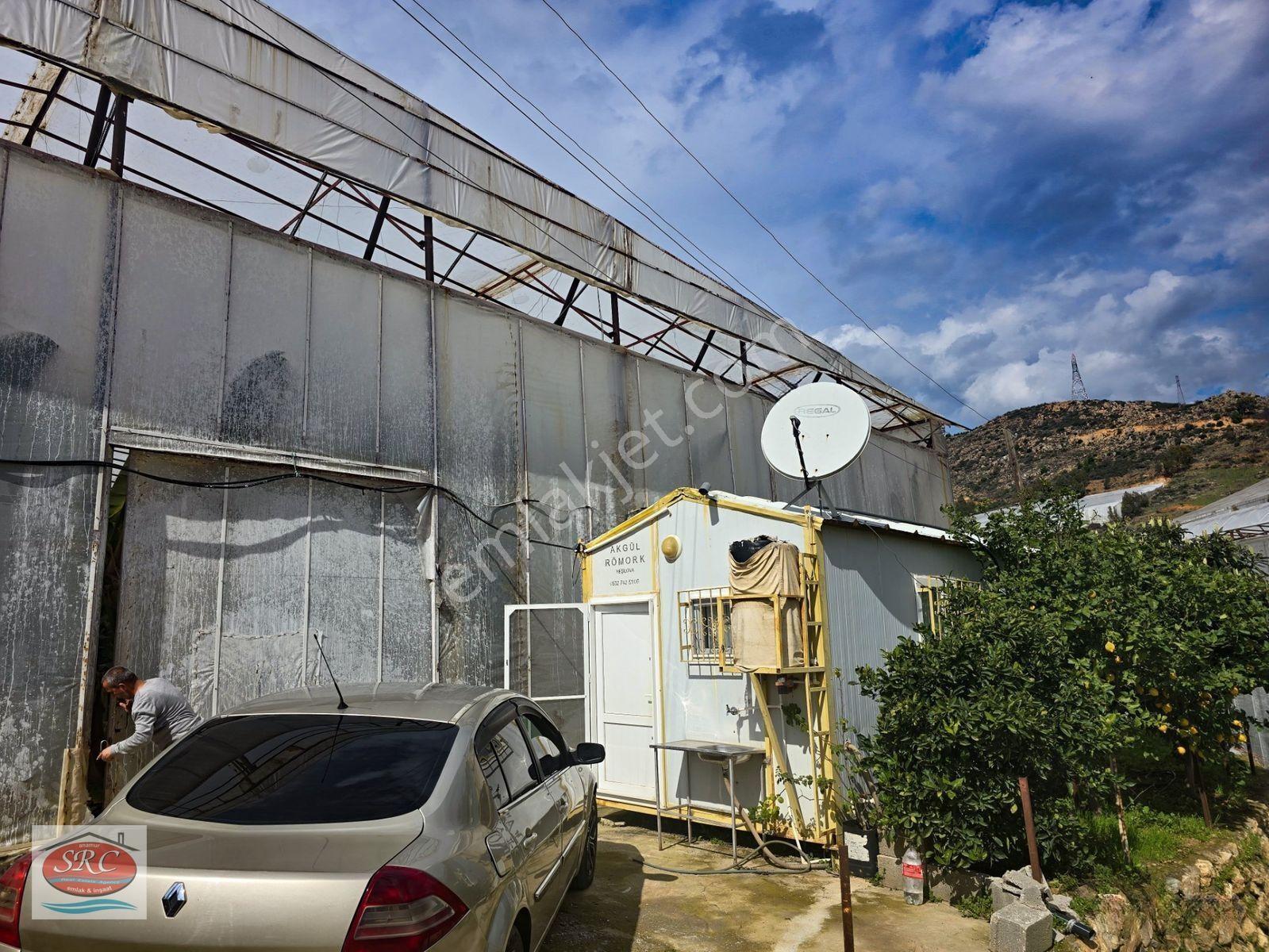Mersin Anamur Satılık Muz Serası — fotoğraf 17