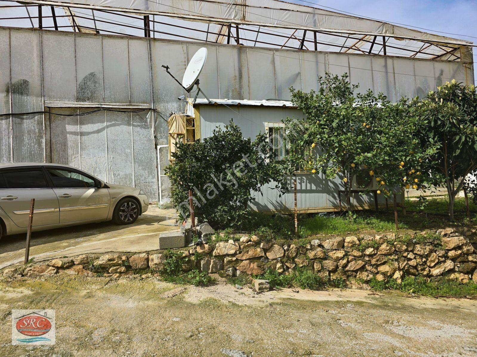 Mersin Anamur Satılık Muz Serası — fotoğraf 19