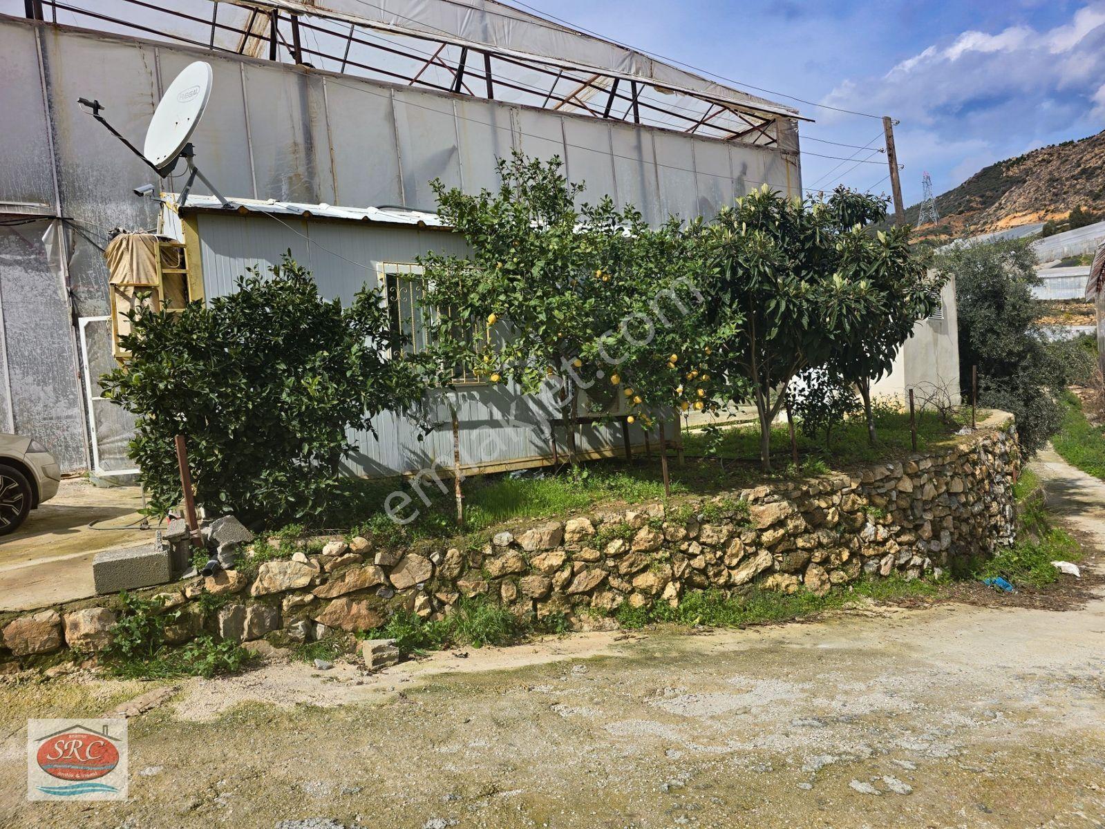 Mersin Anamur Satılık Muz Serası — fotoğraf 20