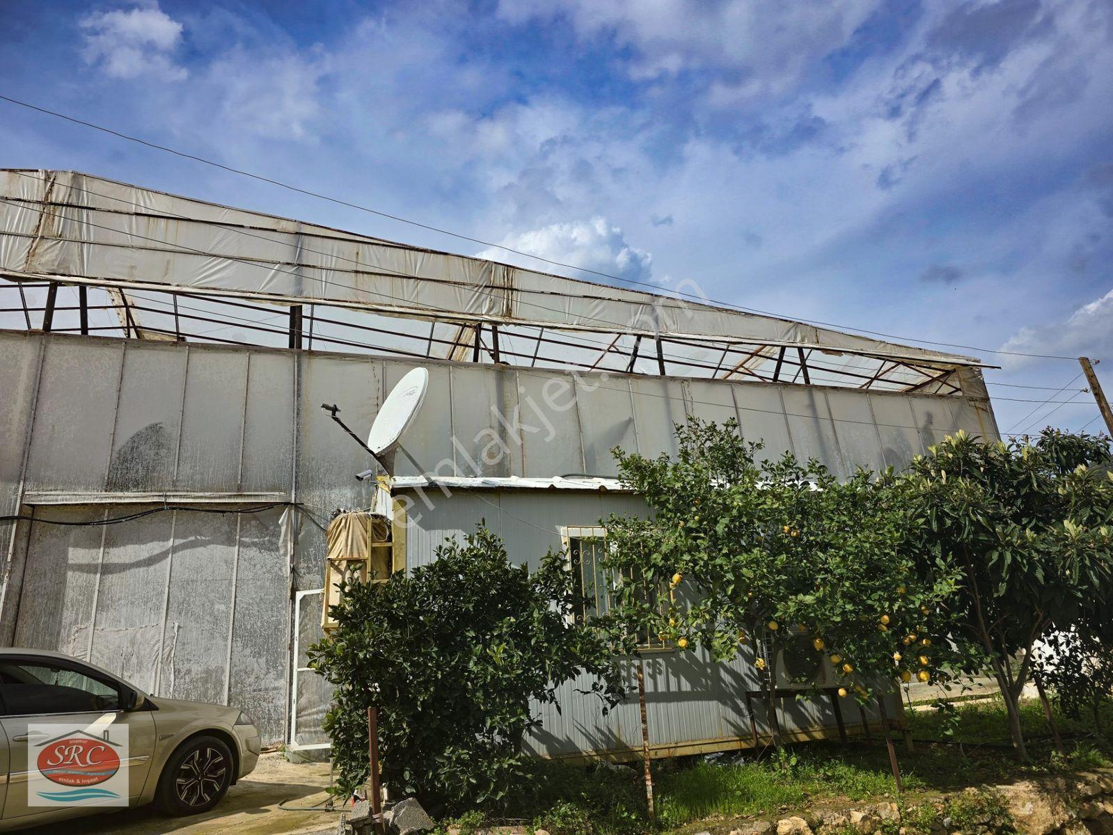 Mersin Anamur Satılık Muz Serası — fotoğraf 22