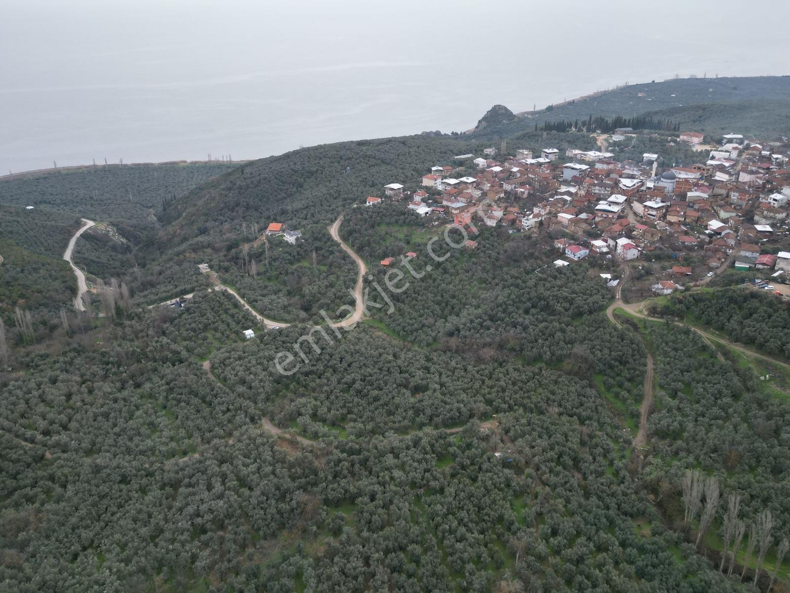 Müftüoğlu'ndan İznik Müşküle Mah. Satılık Tarla — fotoğraf 3