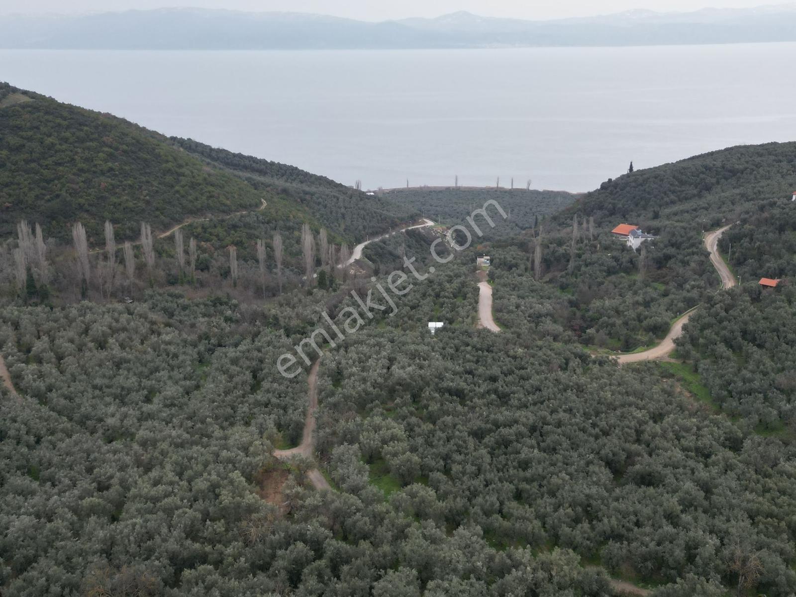 Müftüoğlu'ndan İznik Müşküle Mah. Satılık Tarla — fotoğraf 5