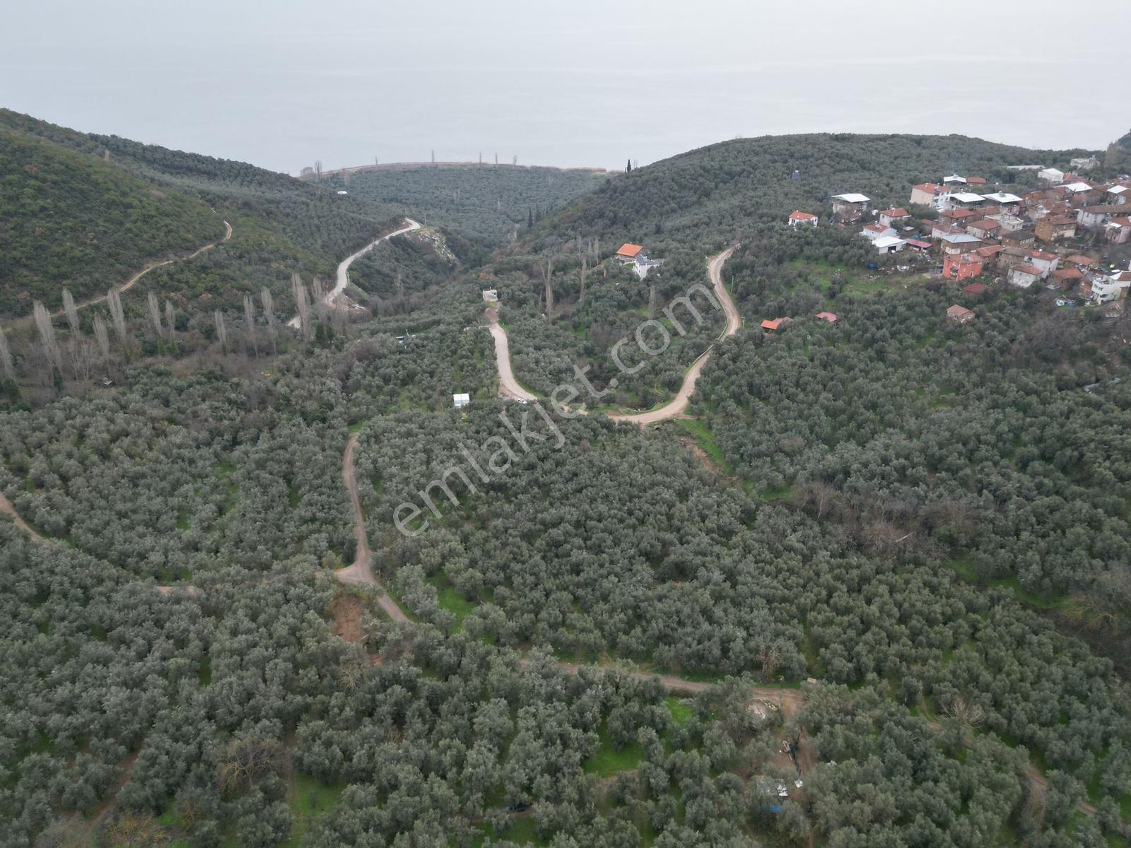 Müftüoğlu'ndan İznik Müşküle Mah. Satılık Tarla — fotoğraf 6