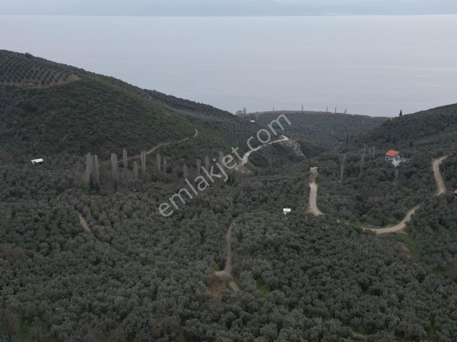 Müftüoğlu'ndan İznik Müşküle Mah. Satılık Tarla — fotoğraf 8