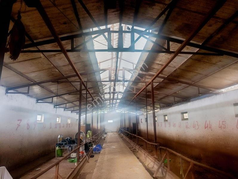 Bursa Emlak Alem-i Örnekköy De Hazır Kurulu Büyük Baş Çiftliği — fotoğraf 5