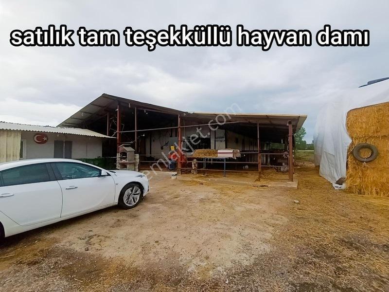 Bursa Emlak Alem-i Örnekköy De Hazır Kurulu Büyük Baş Çiftliği — fotoğraf 9