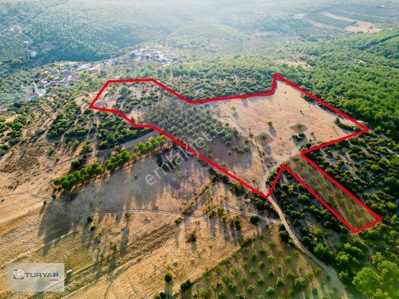 Bergama Zeytindağda Satılık 3.750 M2 Tarla — fotoğraf 2