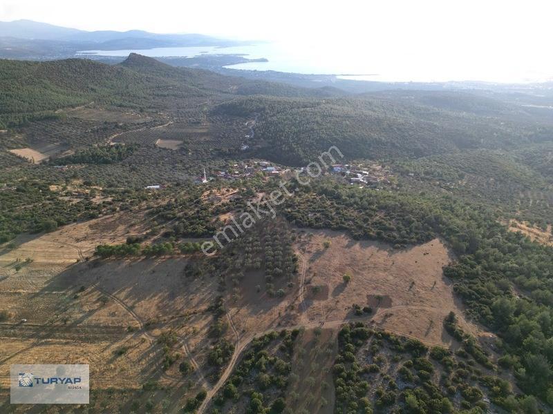 Bergama Zeytindağda Satılık 3.750 M2 Tarla — fotoğraf 3