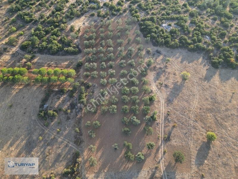 Bergama Zeytindağda Satılık 3.750 M2 Tarla — fotoğraf 8