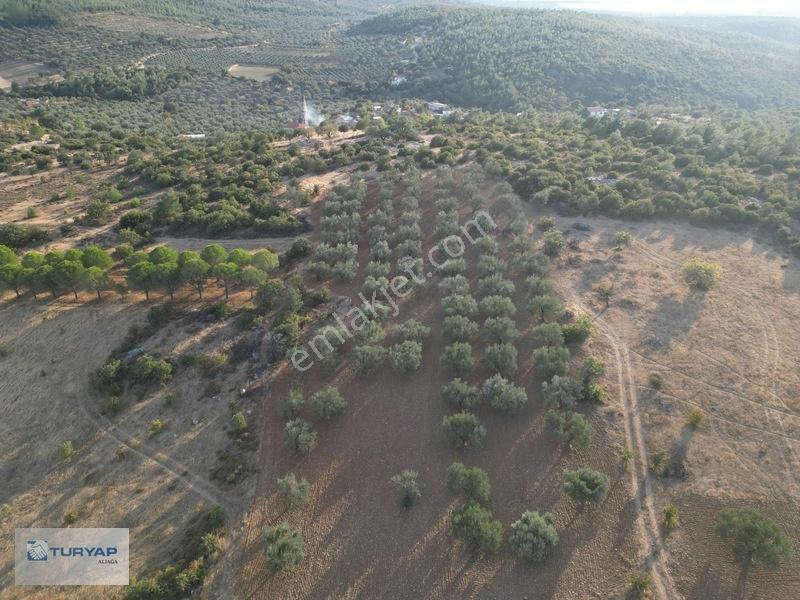 Bergama Zeytindağda Satılık 3.750 M2 Tarla — fotoğraf 10